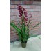 Орхидея Цимбидиум Коричневый